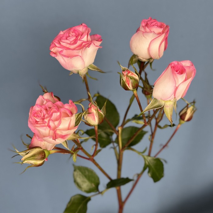 Роза кустовая пионовидная Кэнди Блоссом 60 см