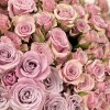 Сиреневая кустовая Роза Лейла 50 см
