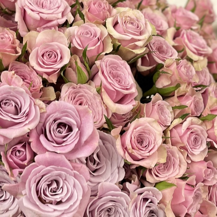 Сиреневая кустовая Роза Лейла 40 см