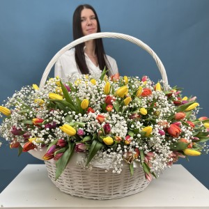 301 тюльпан микс с белой гипсофилой в корзине