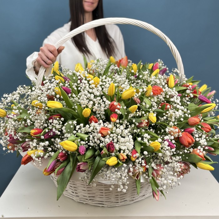 301 тюльпан микс с белой гипсофилой в корзине