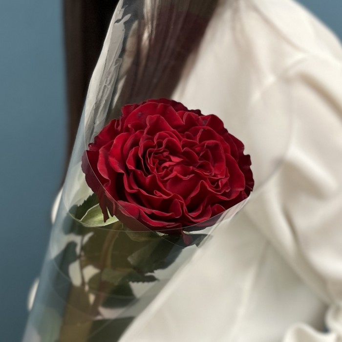 1 красная роза Хартс 60 см