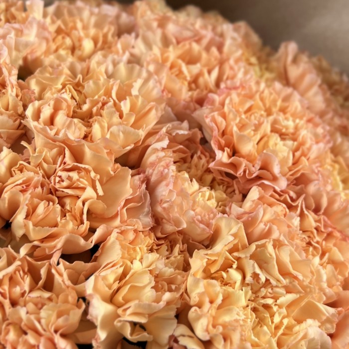 25 оранжевых гвоздик