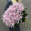 15 сиреневых игольчатых хризантем Каприоль