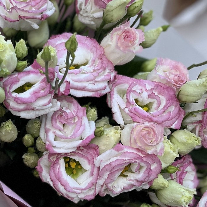 11 бело-розовых махровых эустом