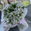35 бело-фиолетовых альстромерий