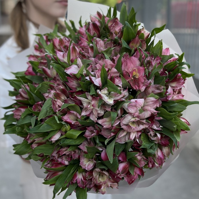 35 малиновых альстромерий