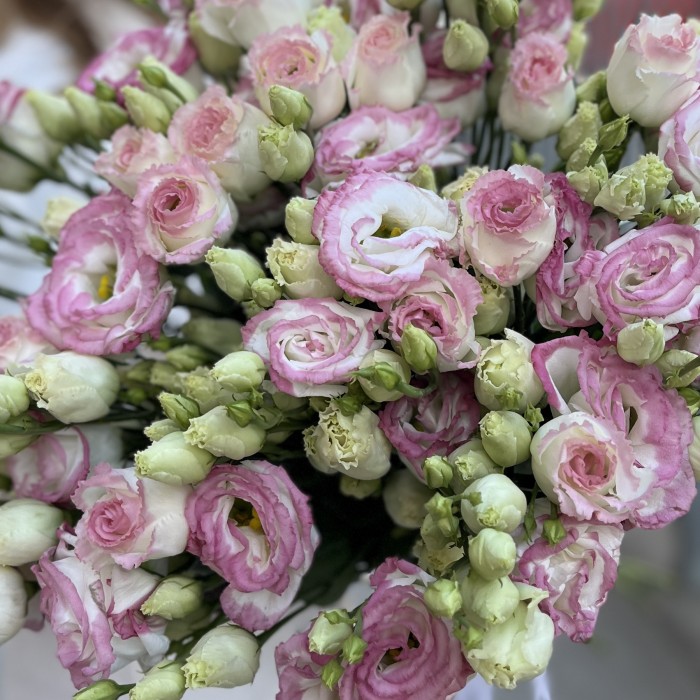 Эустома махровая бело-розовая