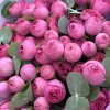 11 кустовых пионовидных роз Жизель 40 см с эвкалиптом