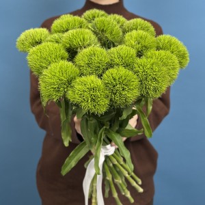 Зеленая пушистая гвоздика Грин Тик