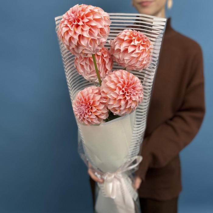 5 лососевых Георгин для Любимой