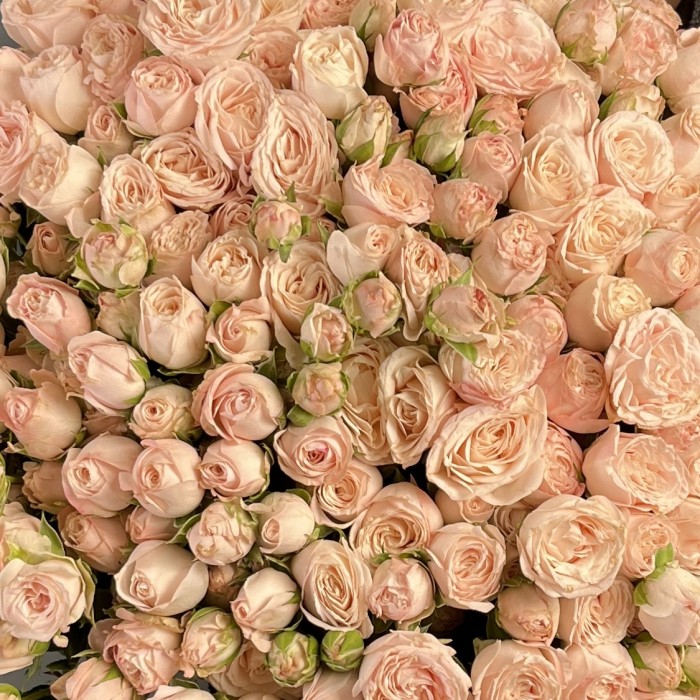 51 кустовая пионовидная Роза Бомбастик 60 см