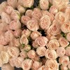Кустовая пионовидная роза Бомбастик 60 см