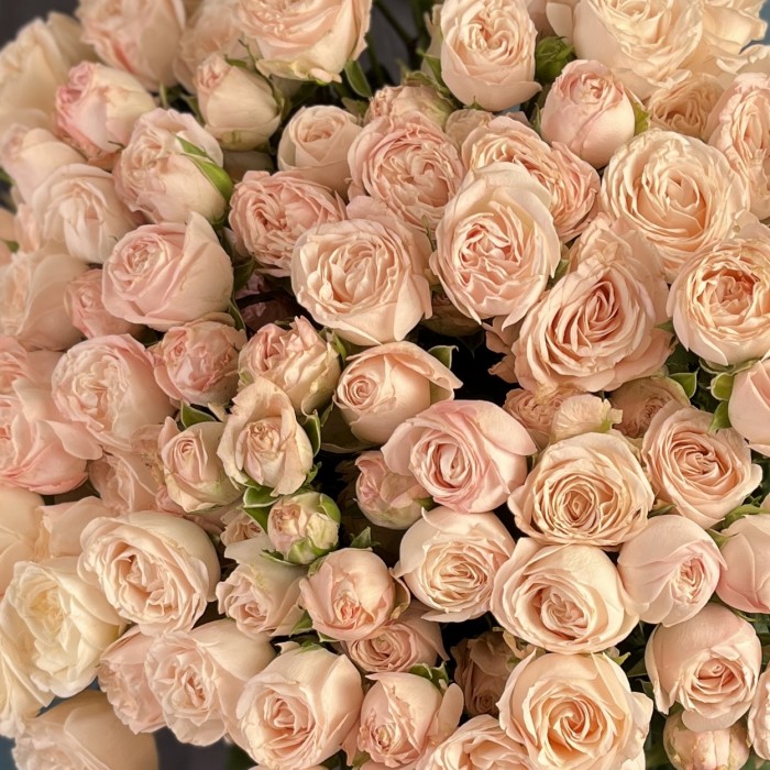 Кустовая пионовидная роза Бомбастик 60 см