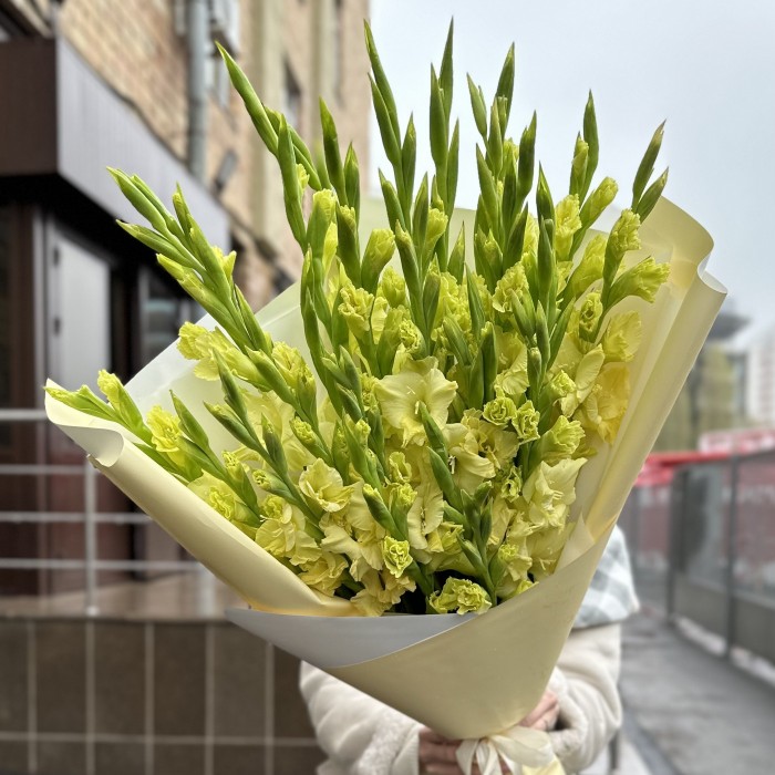 27 зеленых гладиолусов