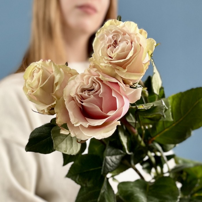 3 розы Пинк Мондиаль 70 см