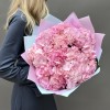 7 нежно-розовых гортензий