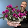 15 малиновых анемонов в розовой корзине