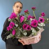 15 малиновых анемонов в розовой корзине