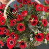 35 красных анемонов в корзине