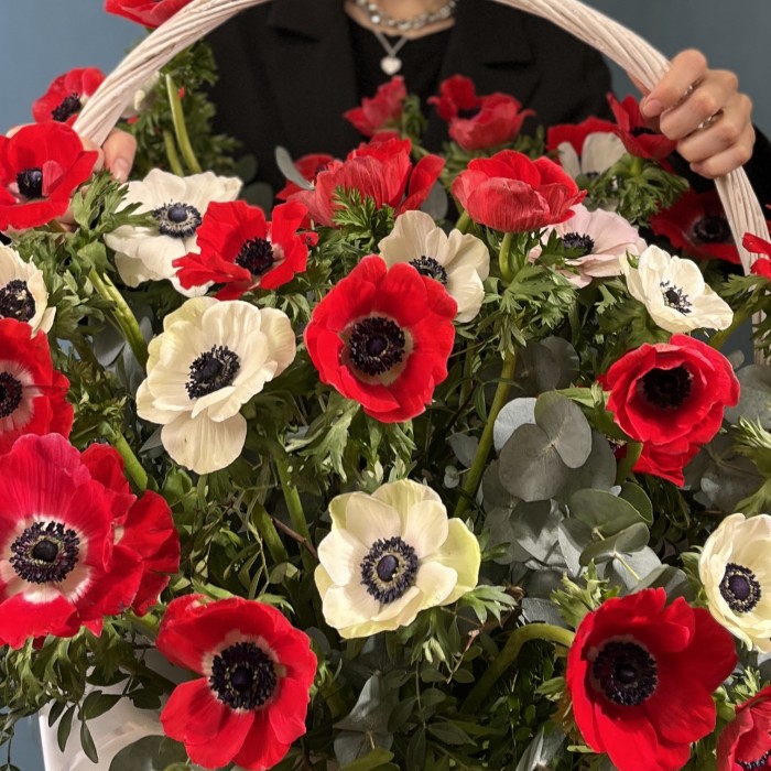 51 красный и белый Анемон в корзине