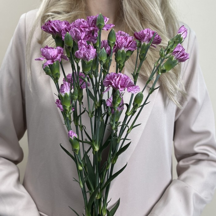 Букет из 5 сиреневых гвоздик с фиолетовой каймой