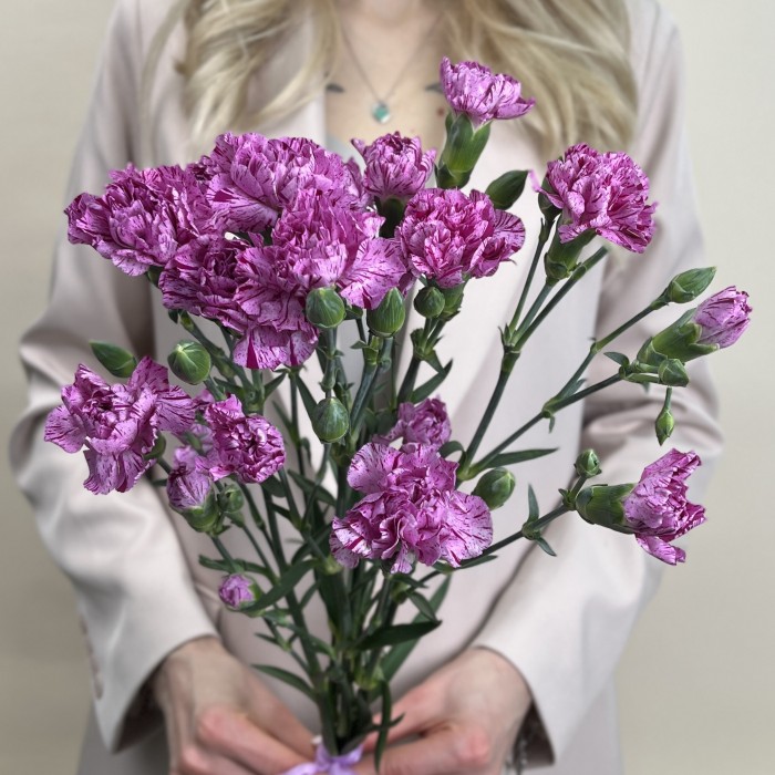 Букет из 5 сиреневых гвоздик с фиолетовой каймой