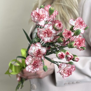 Букет из 5 белых гвоздик с красной каймой