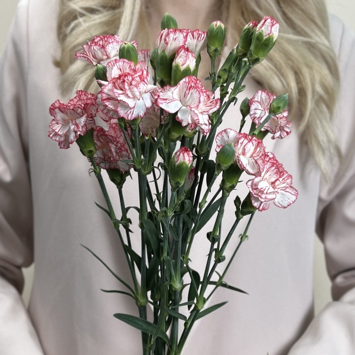 Букет из 5 белых гвоздик с красной каймой