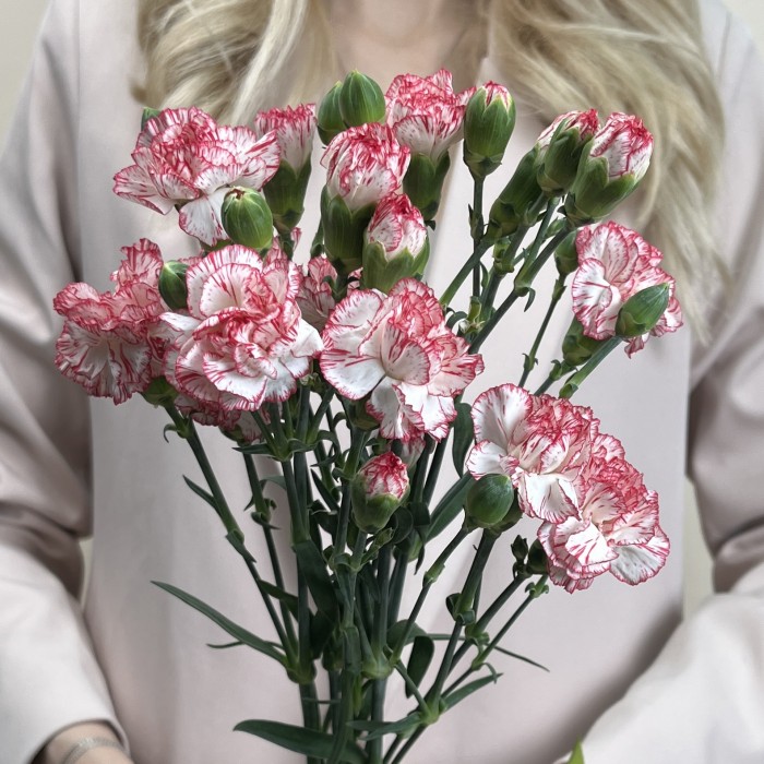 Букет из 5 белых гвоздик с красной каймой