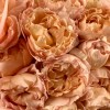 25 кустовых пионовидных роз Джульетта Хани в корзине