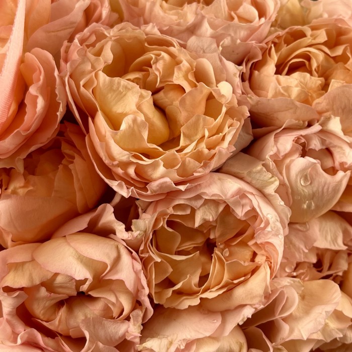 25 кустовых пионовидных роз Джульетта Хани в корзине