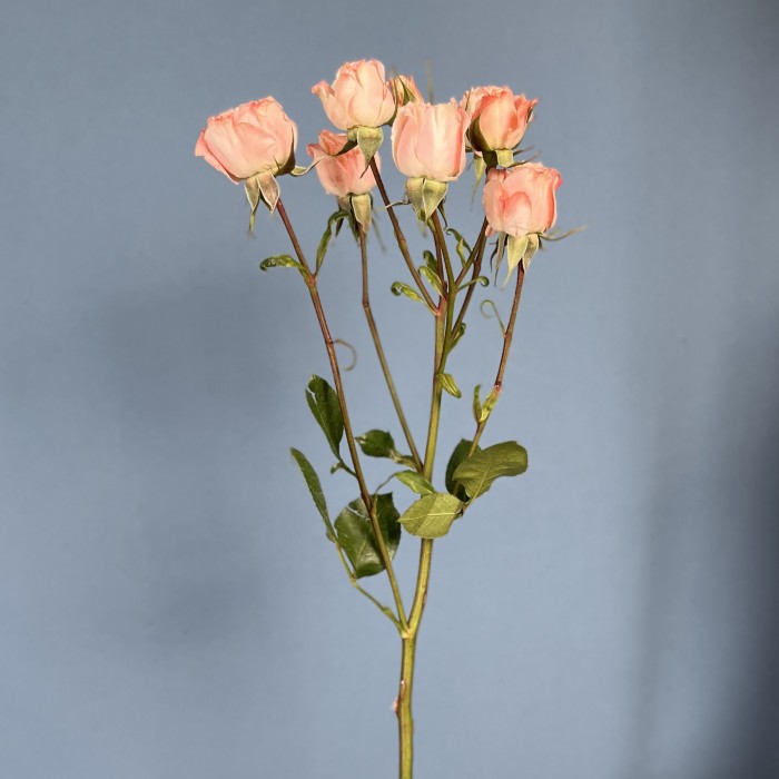 Кустовая пионовидная роза Беллалинда Парадайз 60 см