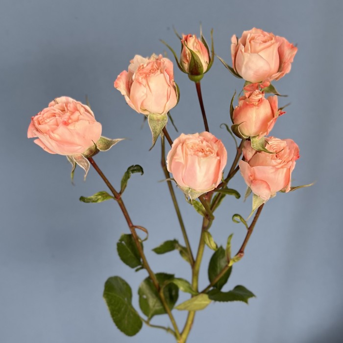 Кустовая пионовидная роза Беллалинда Парадайз 60 см