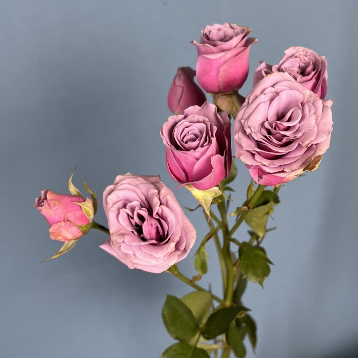 Кустовая роза Перпл скай 60 см