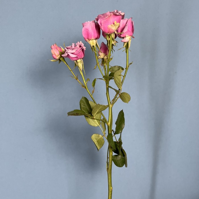 Кустовая роза Перпл скай 60 см