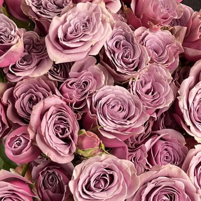Кустовая роза Перпл скай 60 см