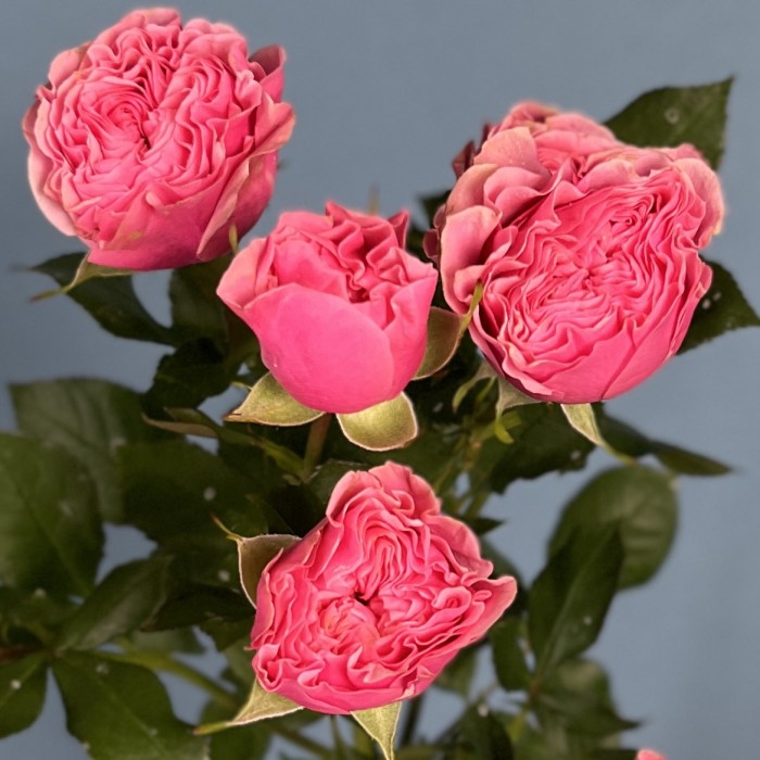 Кустовая пионовидная роза Пинк Парасол 60 см