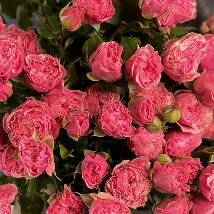 Кустовая пионовидная роза Пинк Парасол 60 см