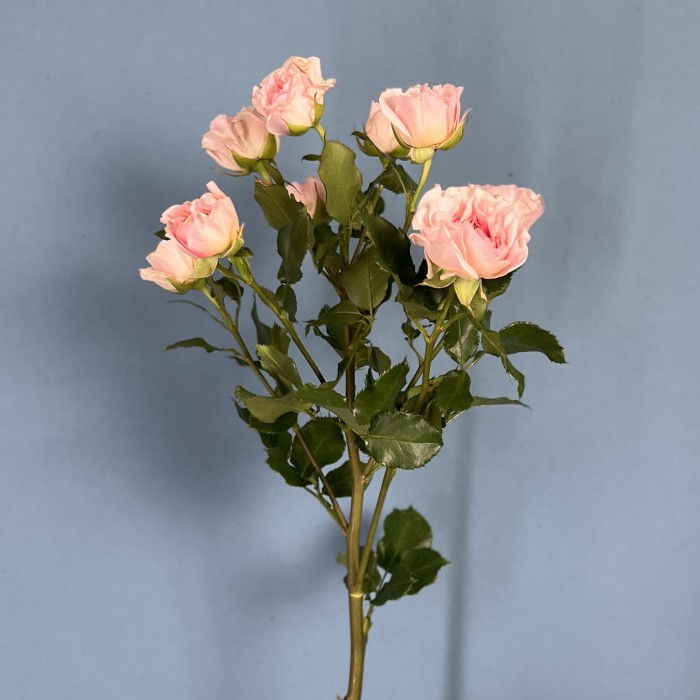 Кустовая пионовидная роза Прешес Парасол 60 см