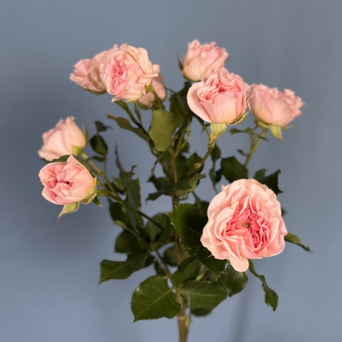 Кустовая пионовидная роза Прешес Парасол 60 см