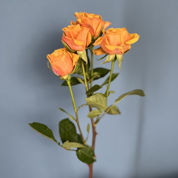 Кустовая пионовидная роза Сафрон Смайл 60 см