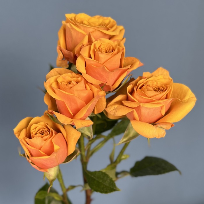 Кустовая пионовидная роза Сафрон Смайл 60 см