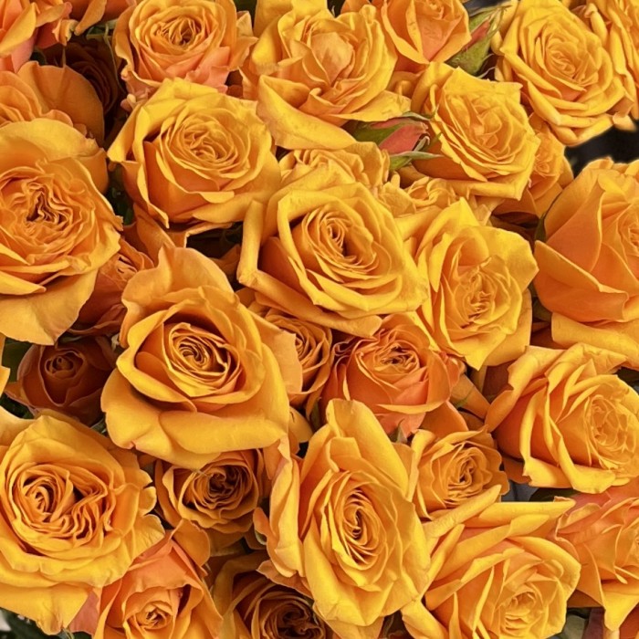 Кустовая пионовидная роза Сафрон Смайл 60 см