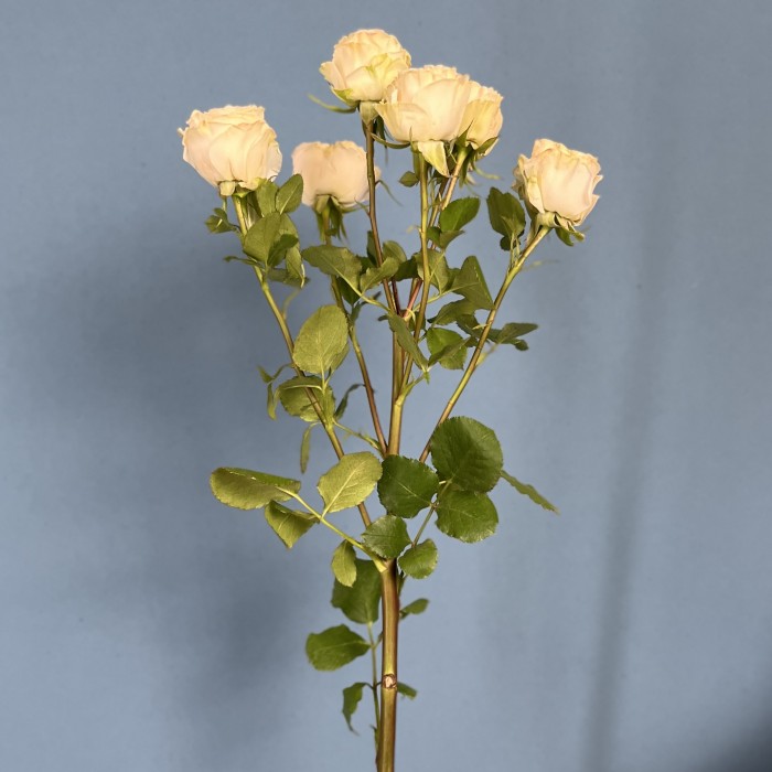 Кустовая пионовидная роза Саммер-роз 50 см