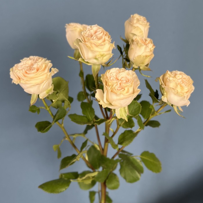 Кустовая пионовидная роза Саммер-роз 50 см