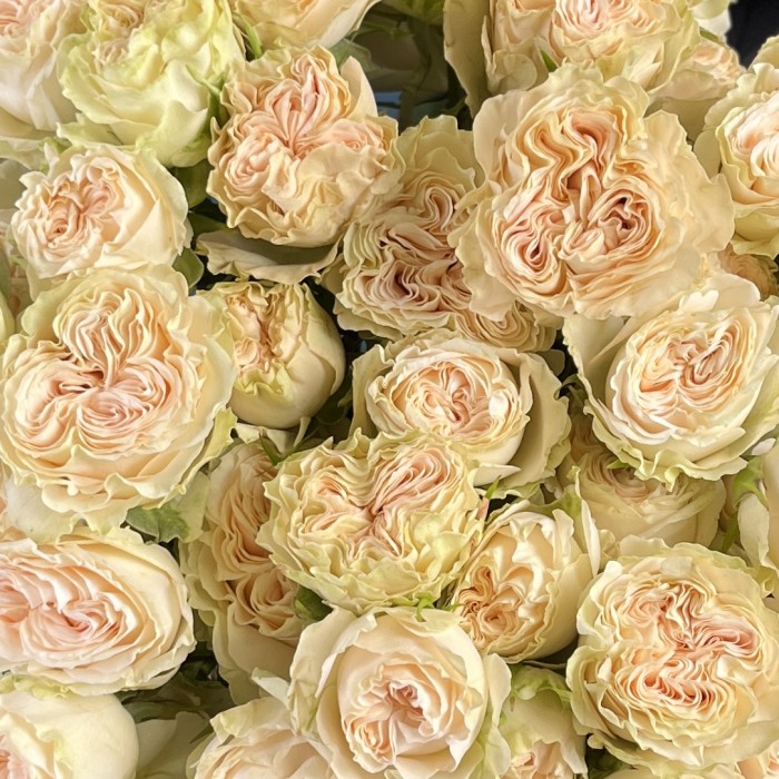 Кустовая пионовидная роза Саммер-роз 50 см