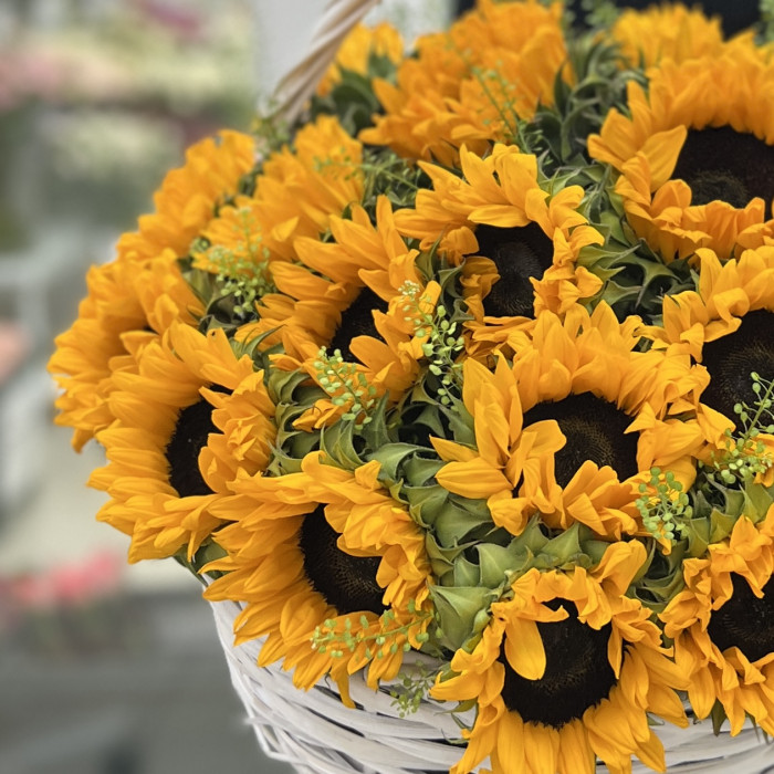 27 подсолнухов с гринбеллом в корзине