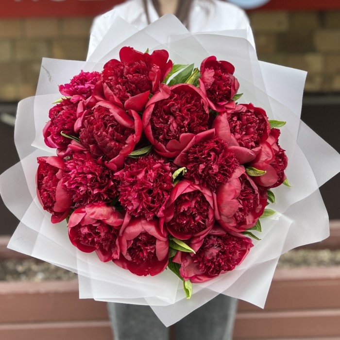 17 бордовых пионов Ред Шарм