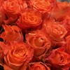 25  оранжевых роз Тропикал Амазон